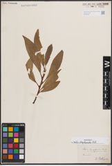 Foto von Salix daphnoides Vill.
